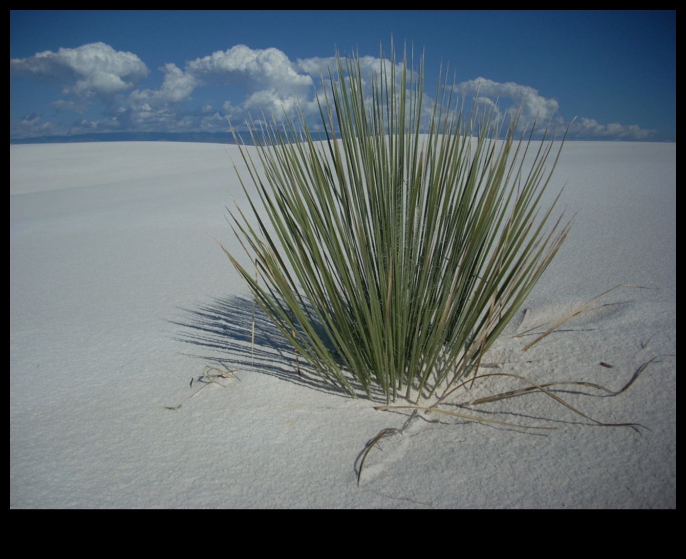 Homefront Harmony: למצוא שלווה באטרקציות סמוכות