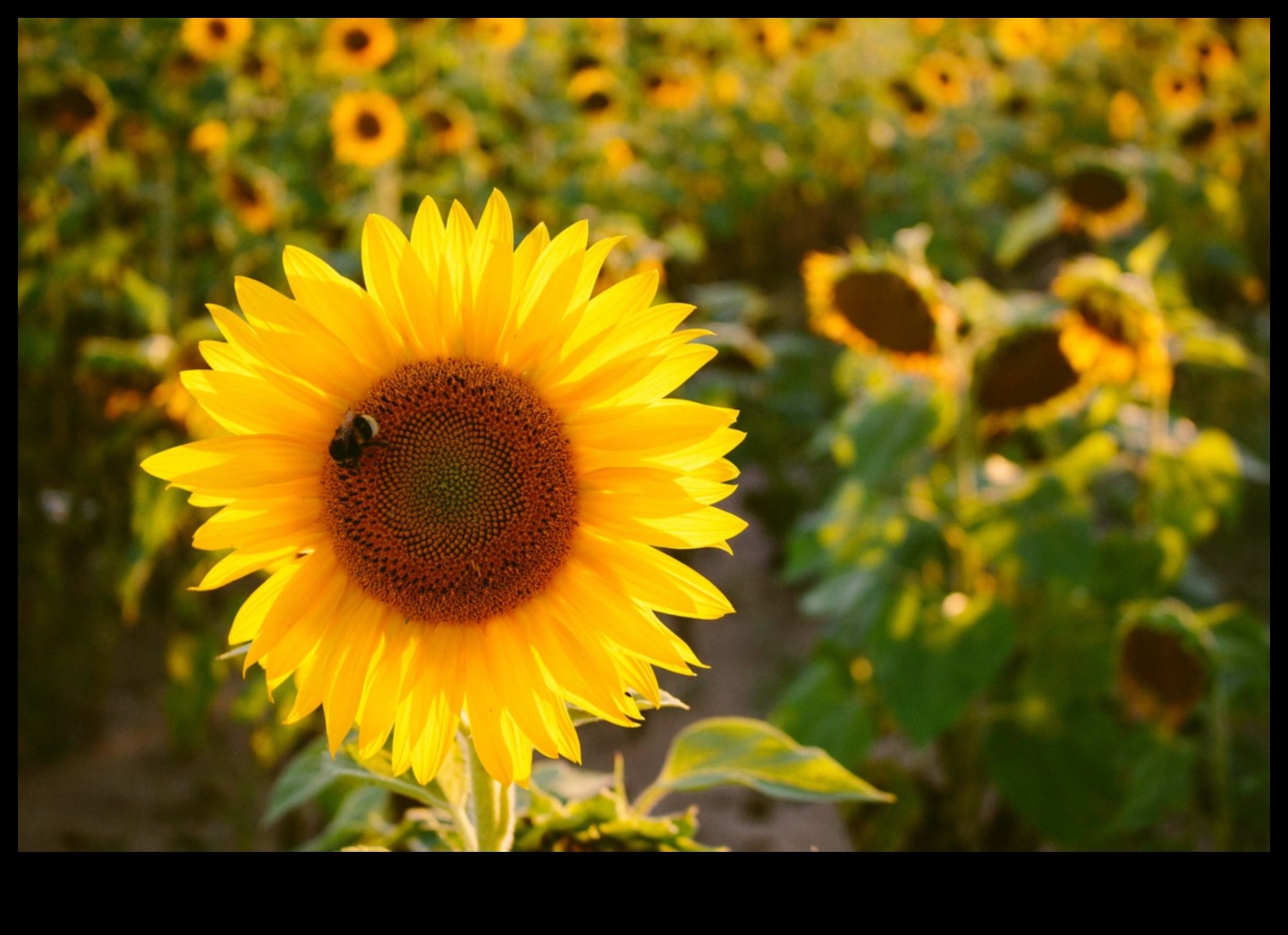 אלגנטיות ארעית: היופי החולף של סיור