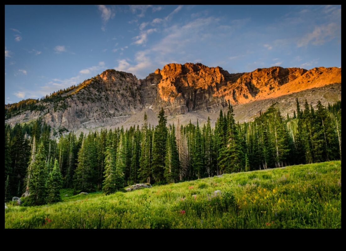 אלגנטיות ארעית: היופי החולף של סיור