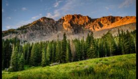 אלגנטיות ארעית: היופי החולף של סיור