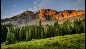 אלגנטיות ארעית: היופי החולף של סיור